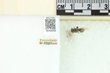 Media type: image;   Entomology 769292 Aspect: Labels